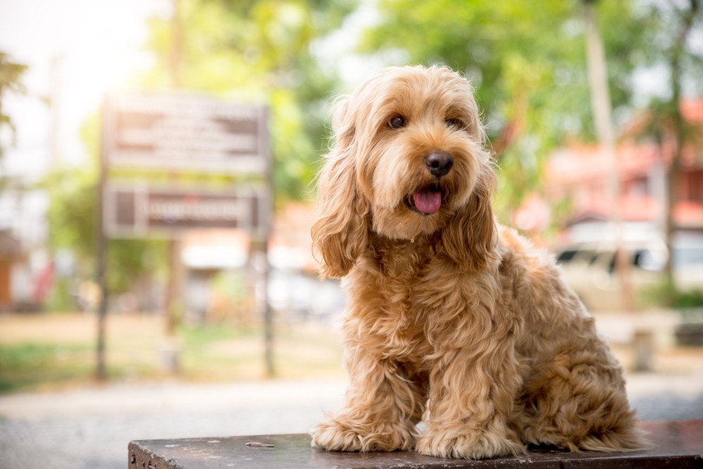 Cockapoo - Encyklopedia Ras Psów