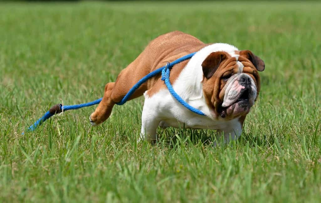 dog going under a fence