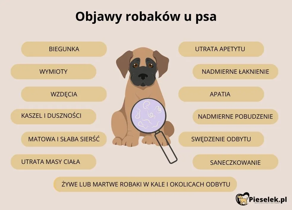 Robaki u psa – Skąd się biorą, jakie dają objawy i jak leczyć ...