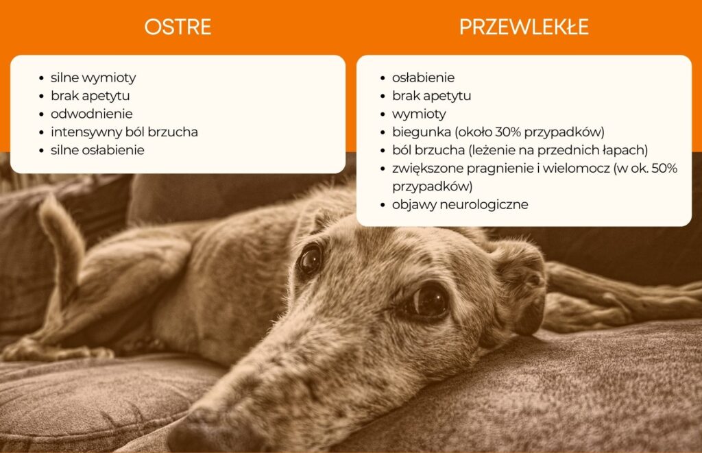 Zapalenie trzustki u psa: przyczyny, objawy, dieta - Rankarma