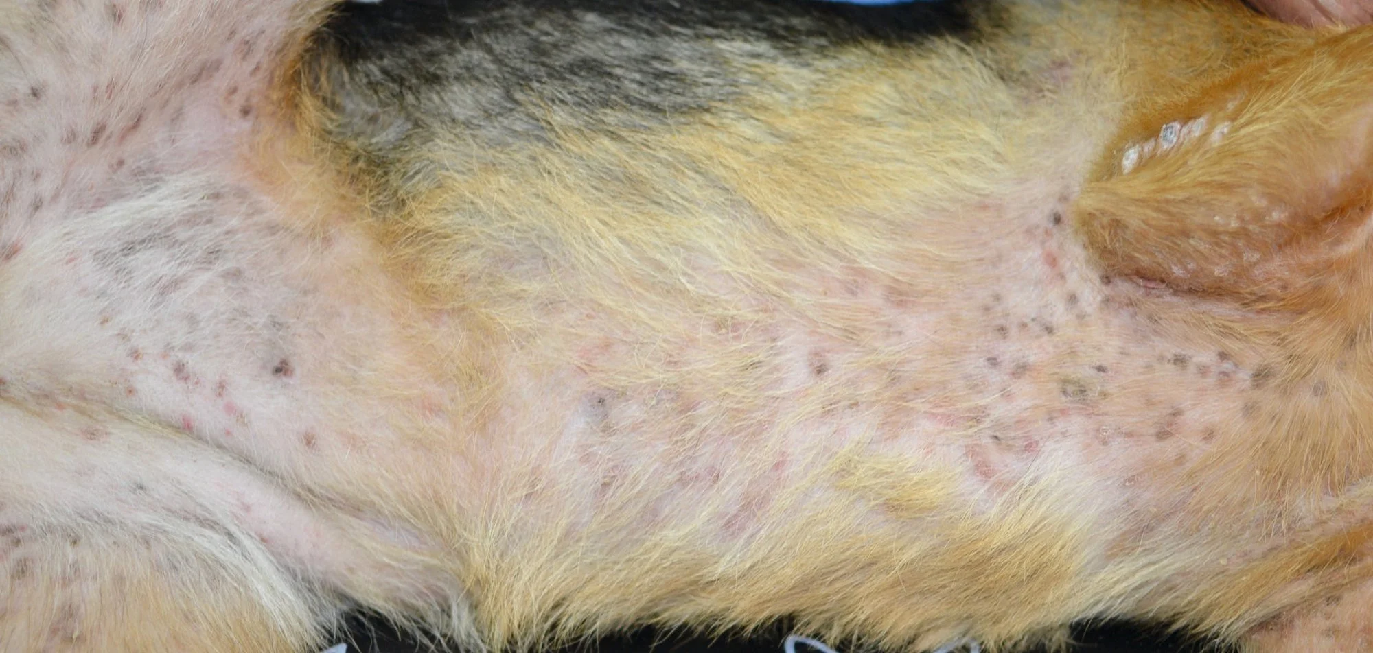 Obraz kliniczny ropnego zapalenia skóry u psów - LABOKLIN Polska