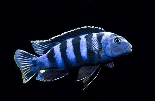 Pyszczak Saulosi • Pseudotropheus saulosi • Pyszczaki