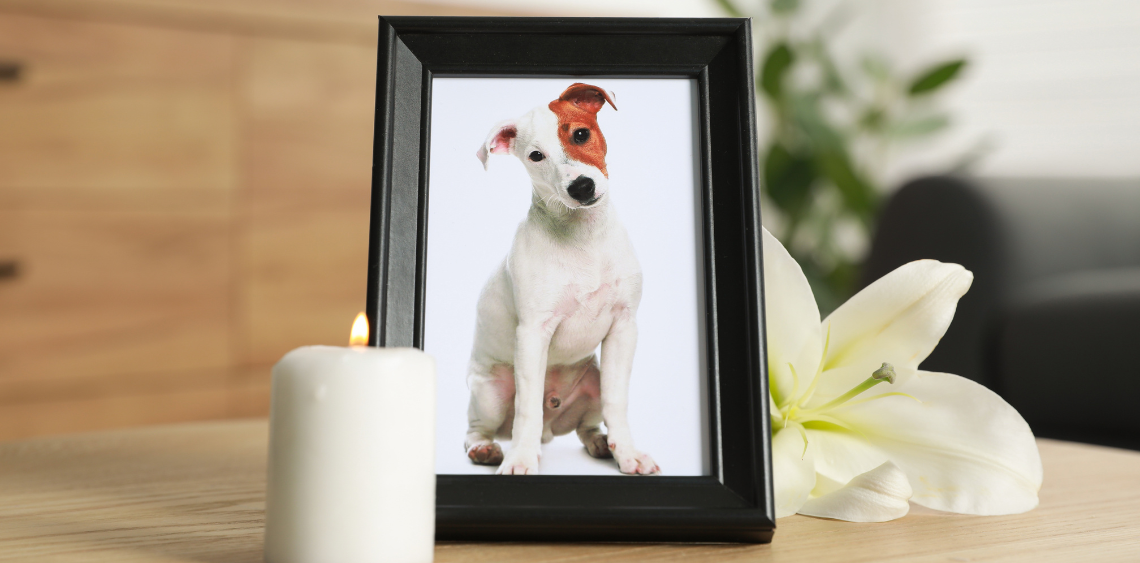 Co powiedzieć komuś po śmierci psa – i czego unikać - psiPARK.pl