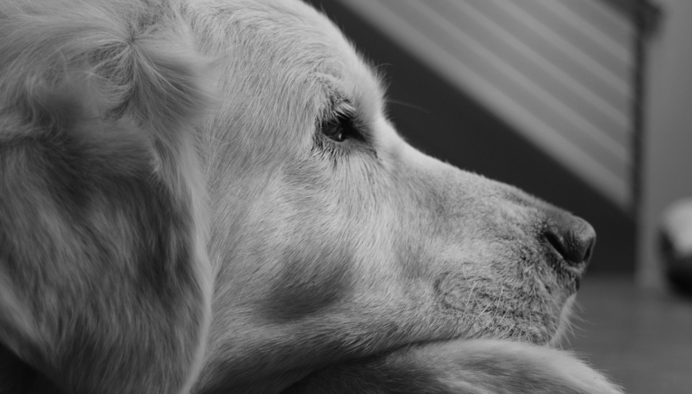 Co mówić i czego unikać po odejściu psa - porady po stracie psa