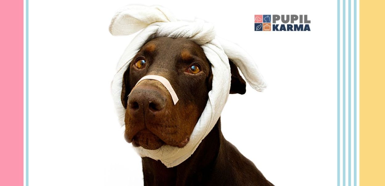 Spuchnięty pysk u psa — możliwe przyczyny - blog sklepu Pupilkarma.pl