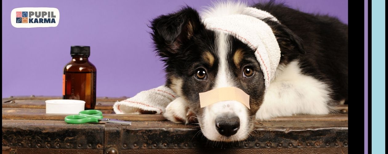 Spuchnięty pysk u psa — możliwe przyczyny - blog sklepu Pupilkarma.pl