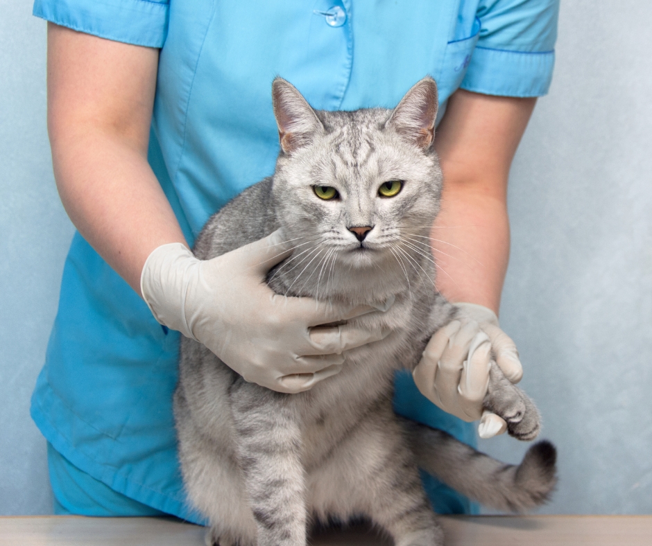 Blog - Poznaj fascynujący świat zwierząt - Pets World