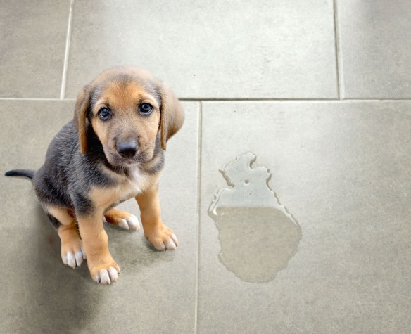 Mój pies wszędzie sika - Zolux