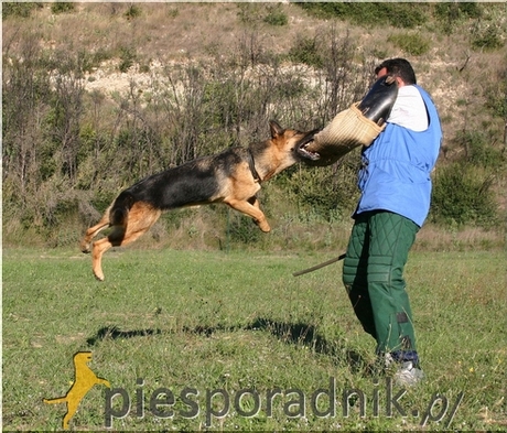 Pies obrończy - Szkolenie psa - PiesPoradnik.pl