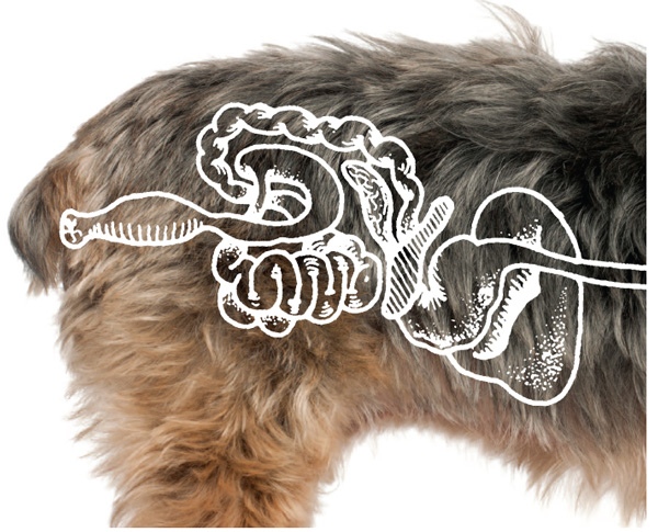 IBD – choroba zapalna jelit u psa