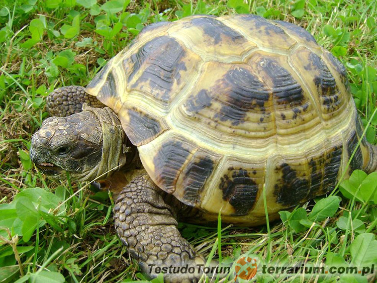 ile wytrzyma bez wody ??? - Żółwie wodno-lądowe - terrarium.pl