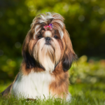 Jak często kąpać shih tzu aby zapewnić mu zdrową sierść jak-czesto-kapac-shih-tzu