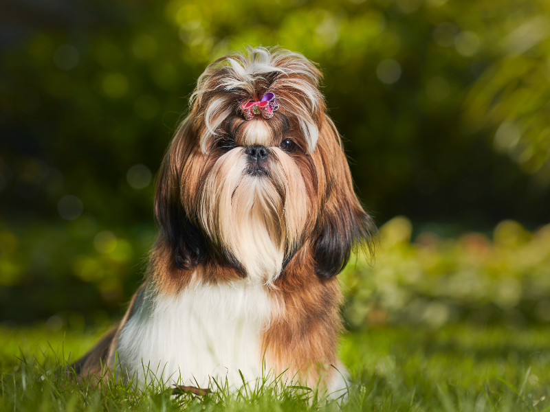 Jak często kąpać shih tzu aby zapewnić mu zdrową sierść