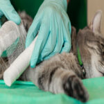 Banner,With,Sad,Grey,Cat,With,Broken,Leg,At,Vet