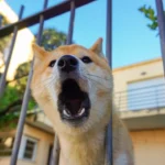 jak-uciszyc-szczekajacego-psa-sasiadow