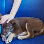 Stray dog is lying on a seat in a transport. A woman's hand is stroking a dog