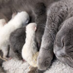Scottish fold mother cat and kittens