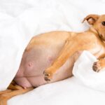 Kiedy suczka może zajść w ciążę i jak właściwie o nią dbać kiedy-suczka-moze-zajsc-w-ciaze