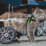 Paraliz tylnych lap u kota co może być przyczyną tego stanu