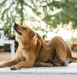 xr:d:DAFT4nrFQ1E:2,j:43165362423,t:22120510