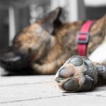 Pies się drapie i gryzie łapy co może oznaczać dla zdrowia pies-sie-drapie-i-gryzie-lapy