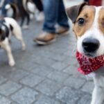 rak-trzustki-u-psa-objawy