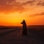 slowa-otuchy-po-stracie-psa