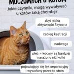 zapalenie-pecherza-u-kota-domowe-sposoby