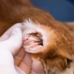 Kitten with ear mites