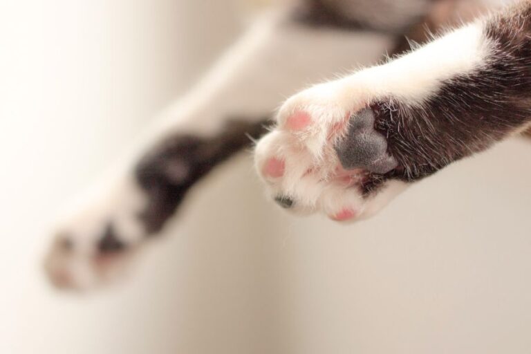 Zmiany na opuszkach u kota jak dbać o zdrowe łapki kota